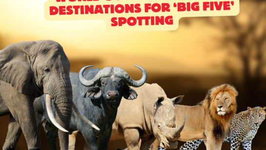 Les 7 destinations de safari les plus sauvages au monde pour observer les 'Big Five'