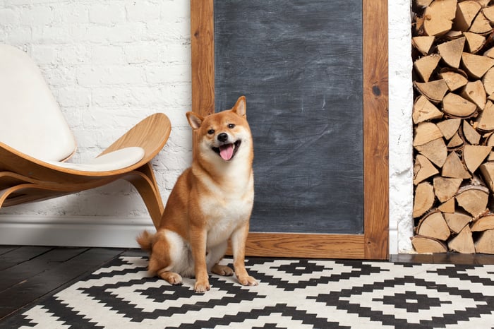 Un chien Shiba Inu assis devant un tableau noir.