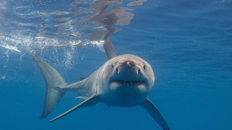 Un gigantesque requin dans une ville inondée... La vidéo choc qui a enflammé TikTok est en réalité générée par une IA !
