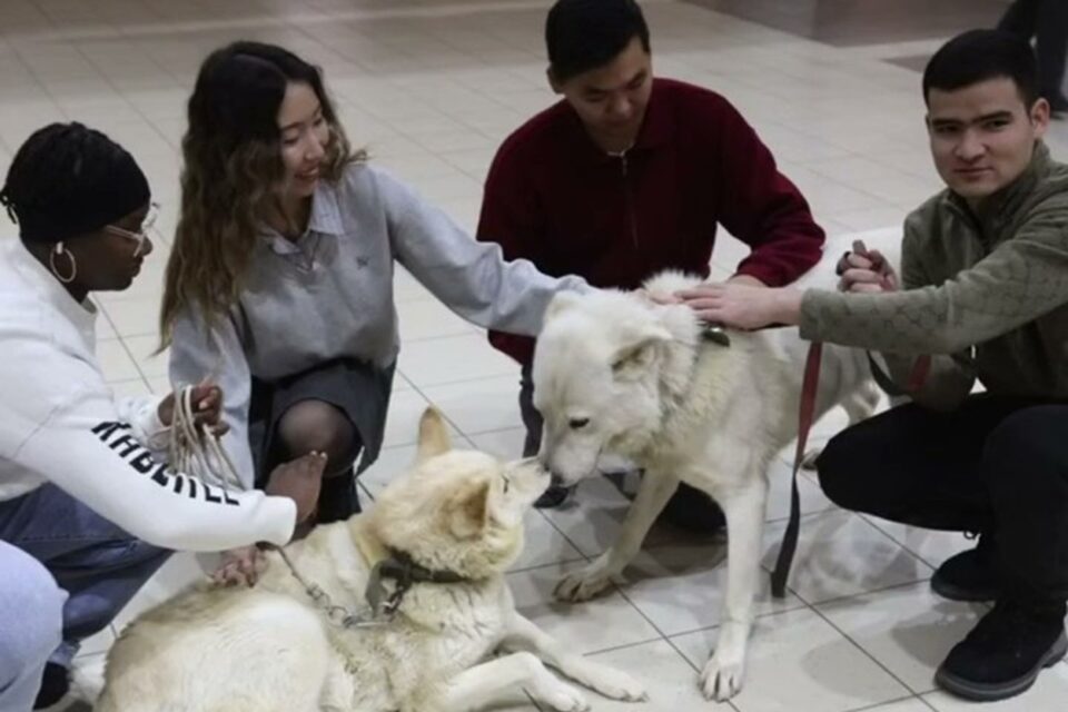 Des chiens cloniques de la race yakoute présentés à l'université