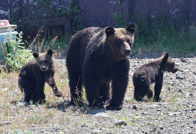Ours brun et ses petits