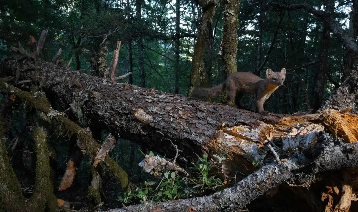 Martre côtière sur un sapin de Douglas