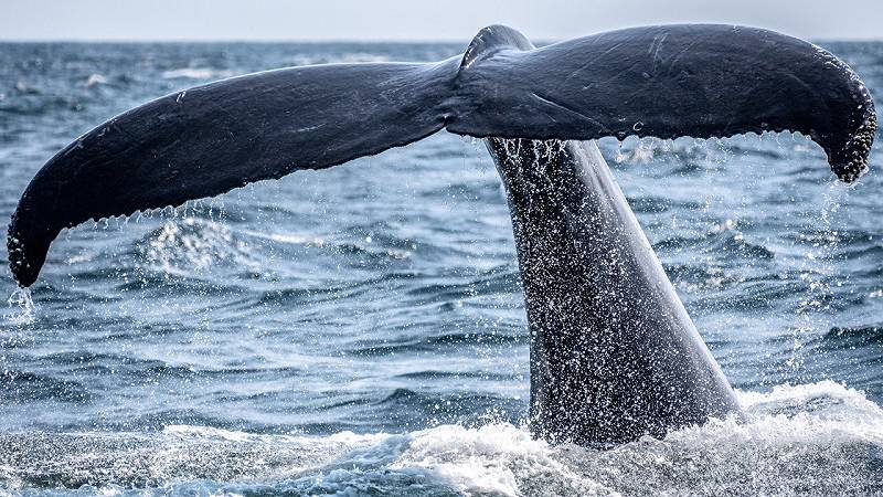 Baleine franche