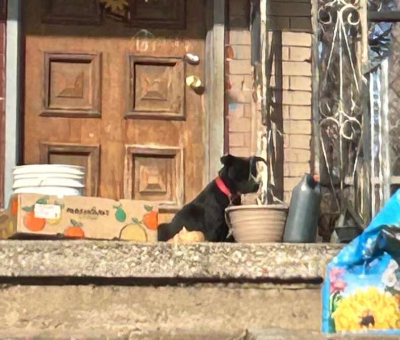 Une maman chien sur un perron.