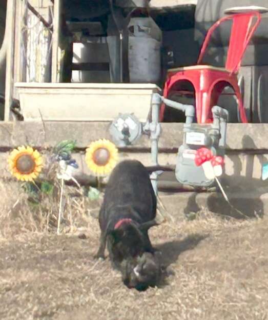 Une maman chien essayant de soulever un chiot inerte.