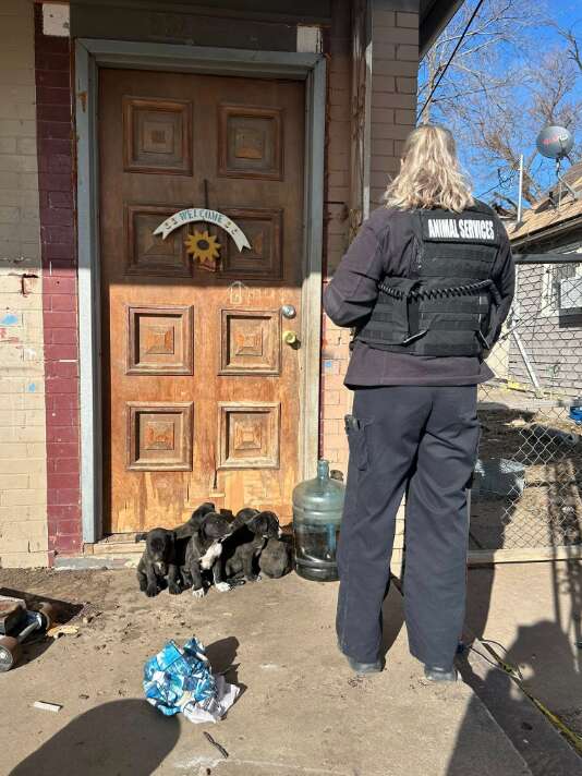 L'agente des services animaliers devant la porte d'une maison avec des chiots dehors.