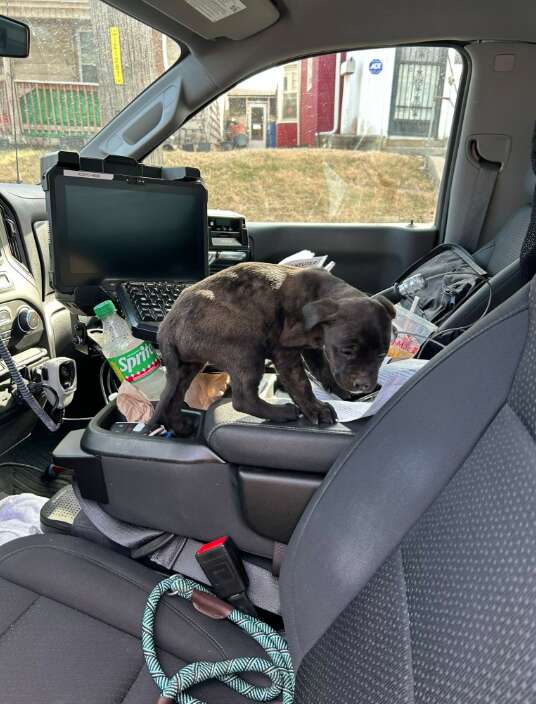 Un chiot secouru dans la voiture d'un agent des services animaliers.