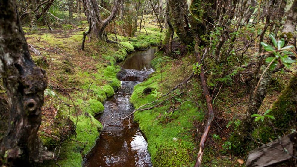 Rund um Weldborough gibt es viel Natur und auch Flüsschen, aber keine heißen Quellen