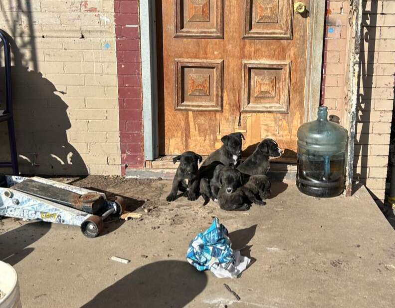Des chiots noirs blottis sur un perron.