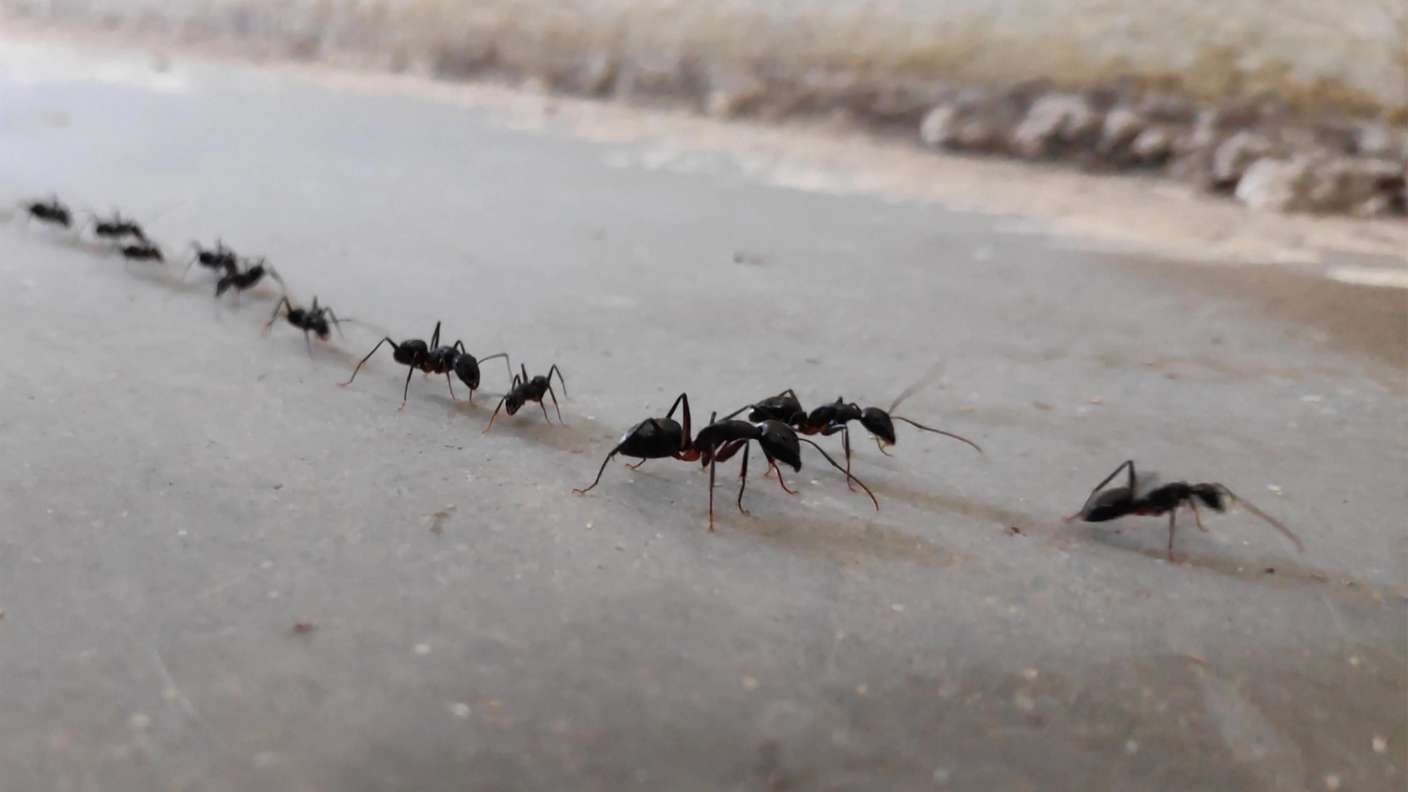 Ameisen en procession