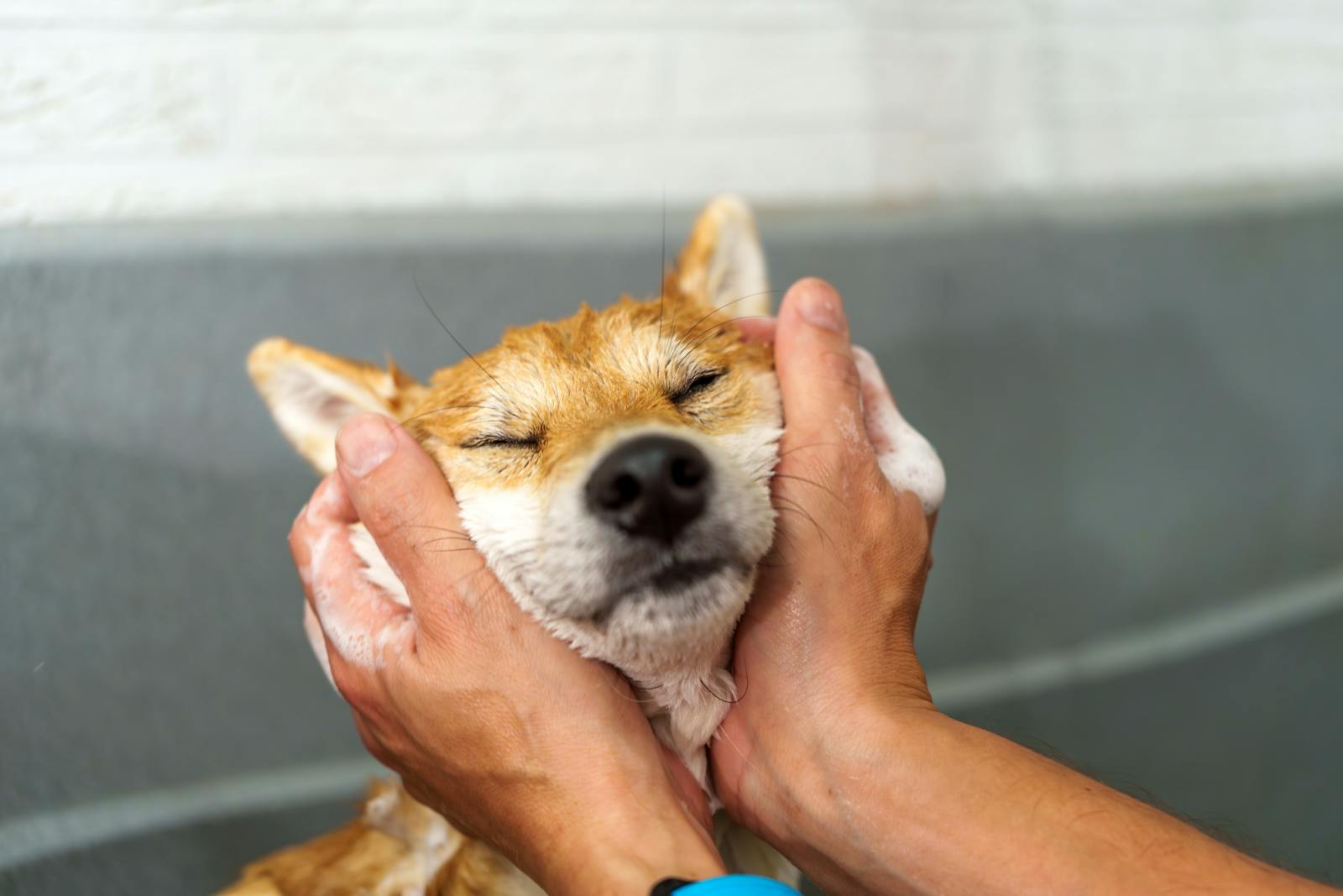 Dogecoin et autres tokens canins mènent la course pendant que le marché crypto stagne