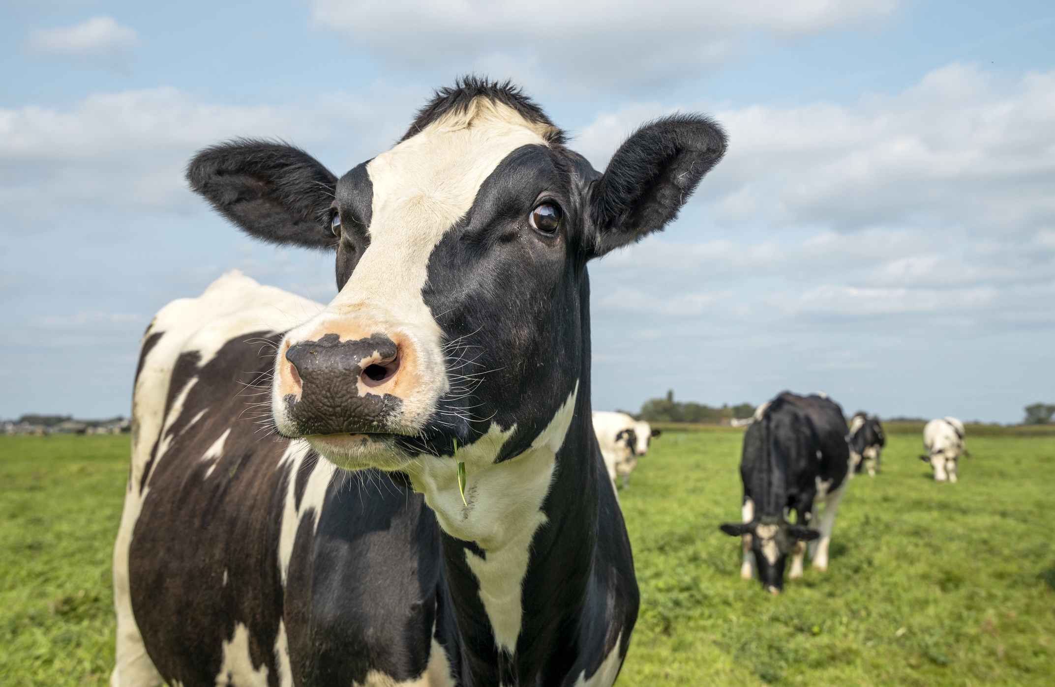 Pourquoi les vaches cartonnent sur TikTok ?