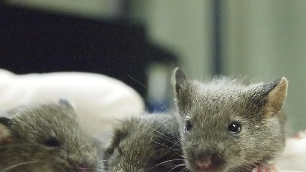 Mice from the 26th cloning generation in a Japanese study