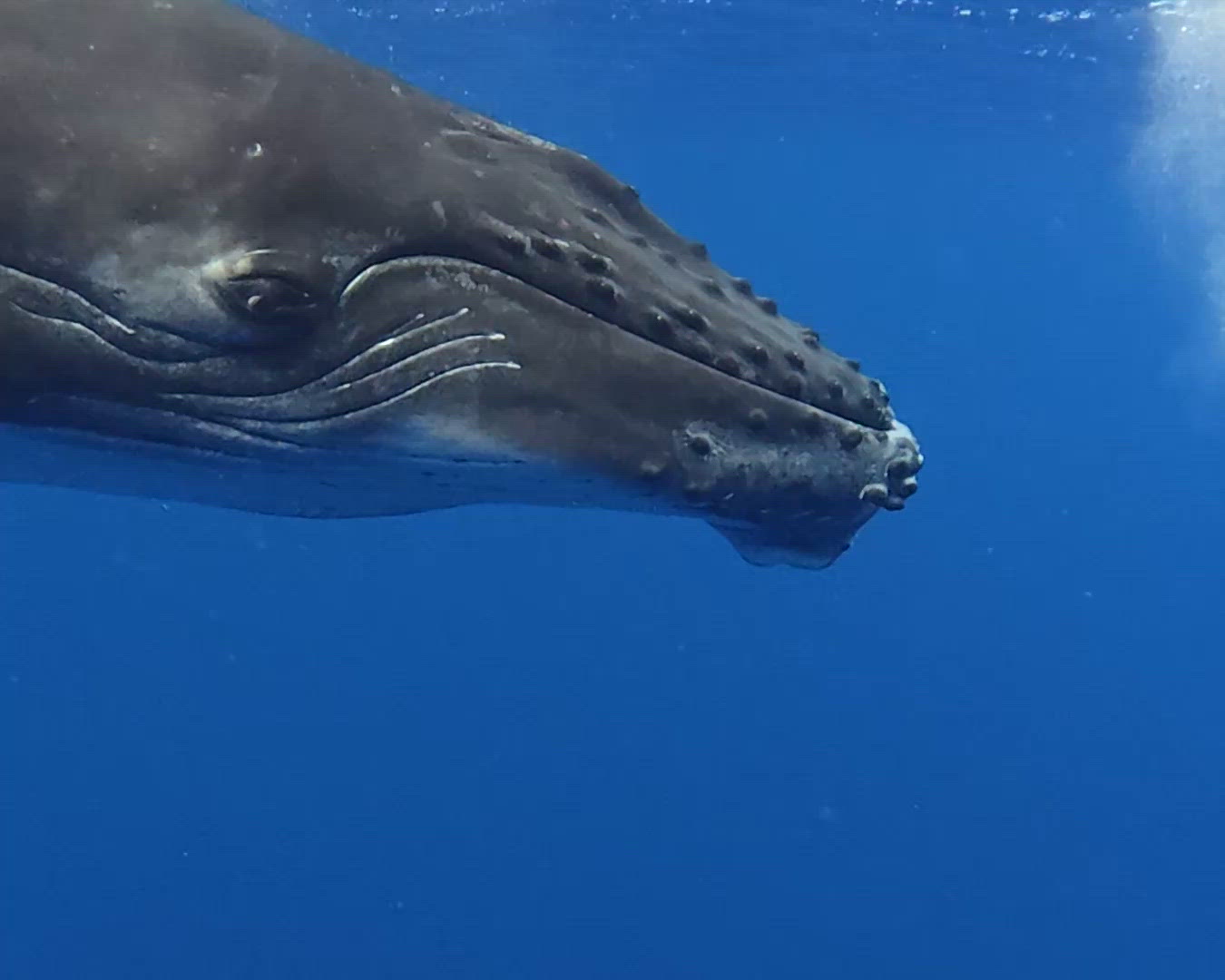 Un veau en train de gaper, capturé en vidéo.