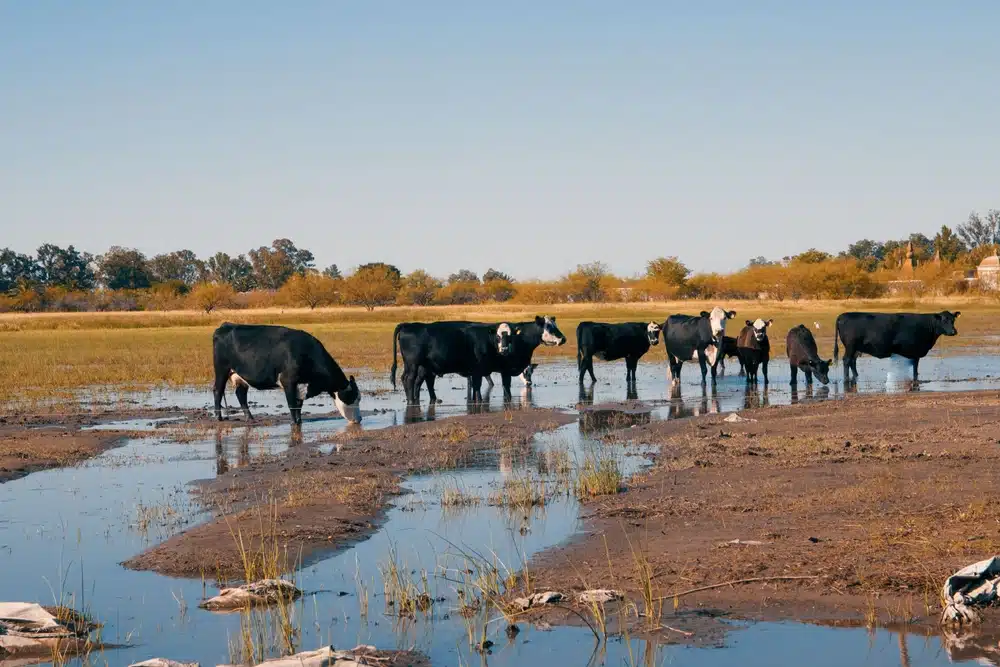 Les vaches buvant de l'eau d'un marais.