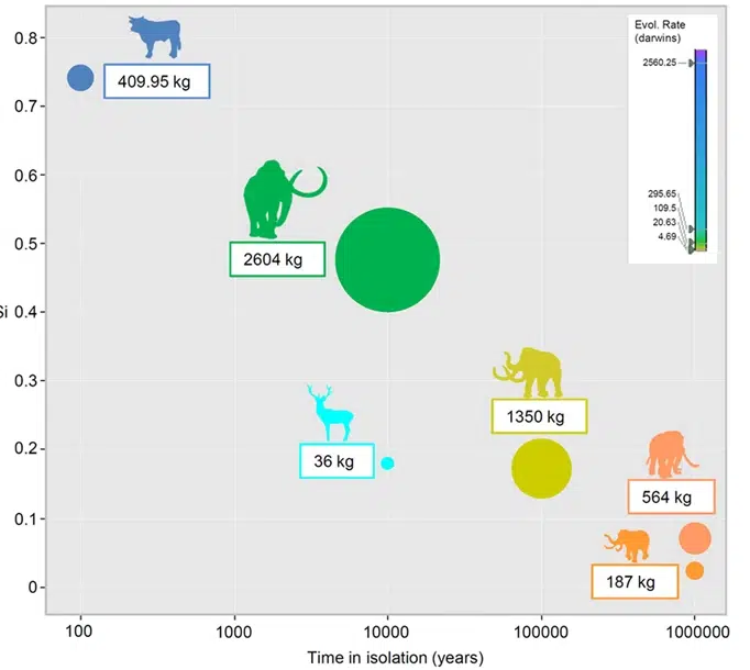 Taux d'évolution de la réduction de la taille corporelle chez les bovins de l'île Amsterdam et d'autres grands mammifères insulaires.