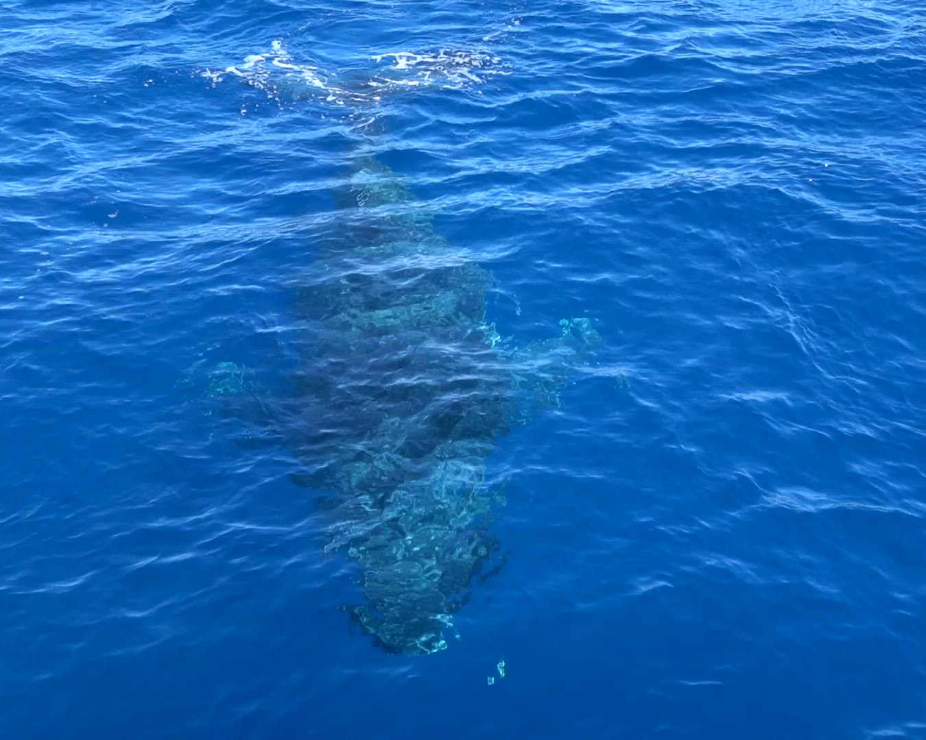 Une baleine à bosse montre un comportement de gaping.