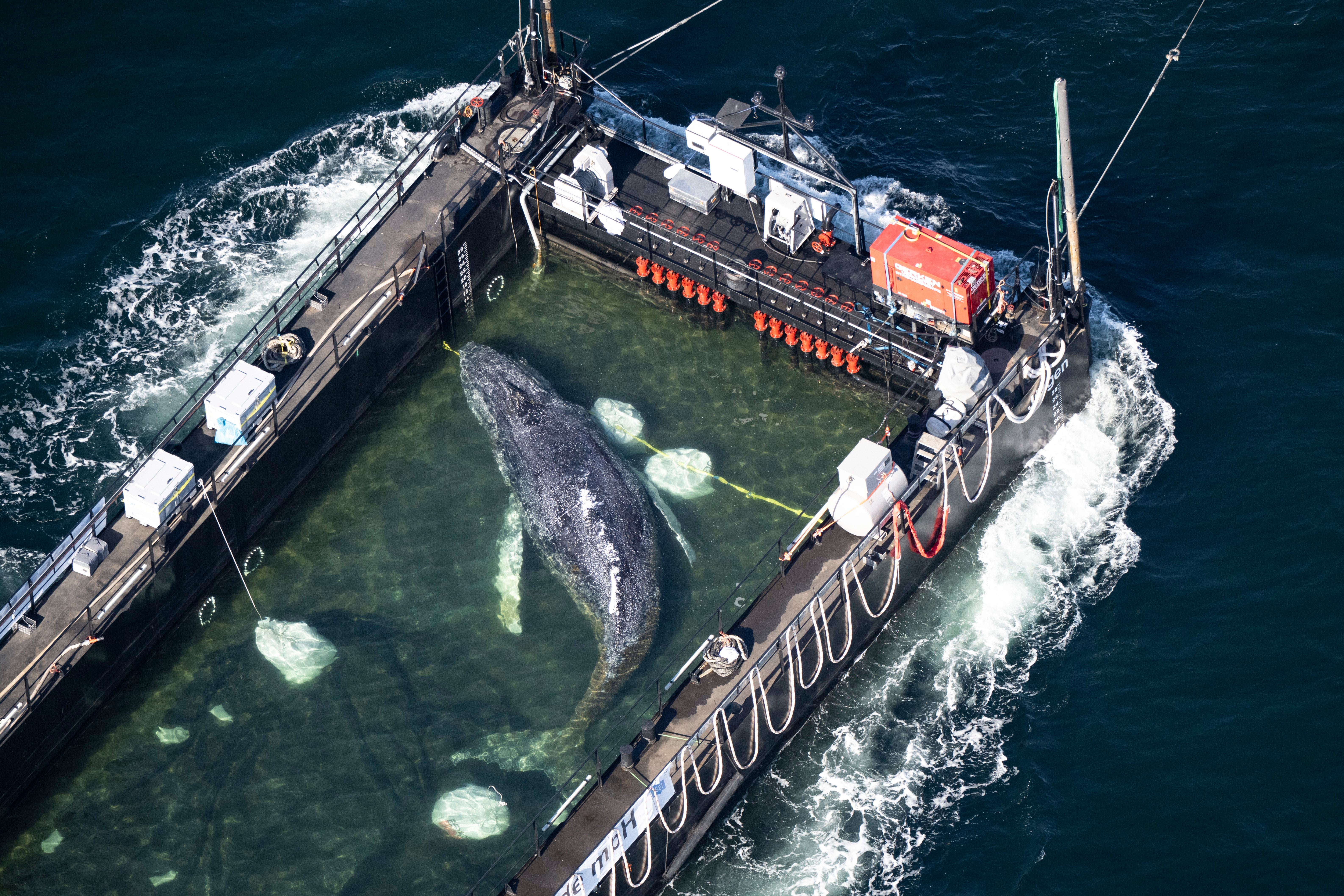 Le baleineau secouru a passé plusieurs semaines dans la mer Baltique avant de retrouver son habitat naturel.
