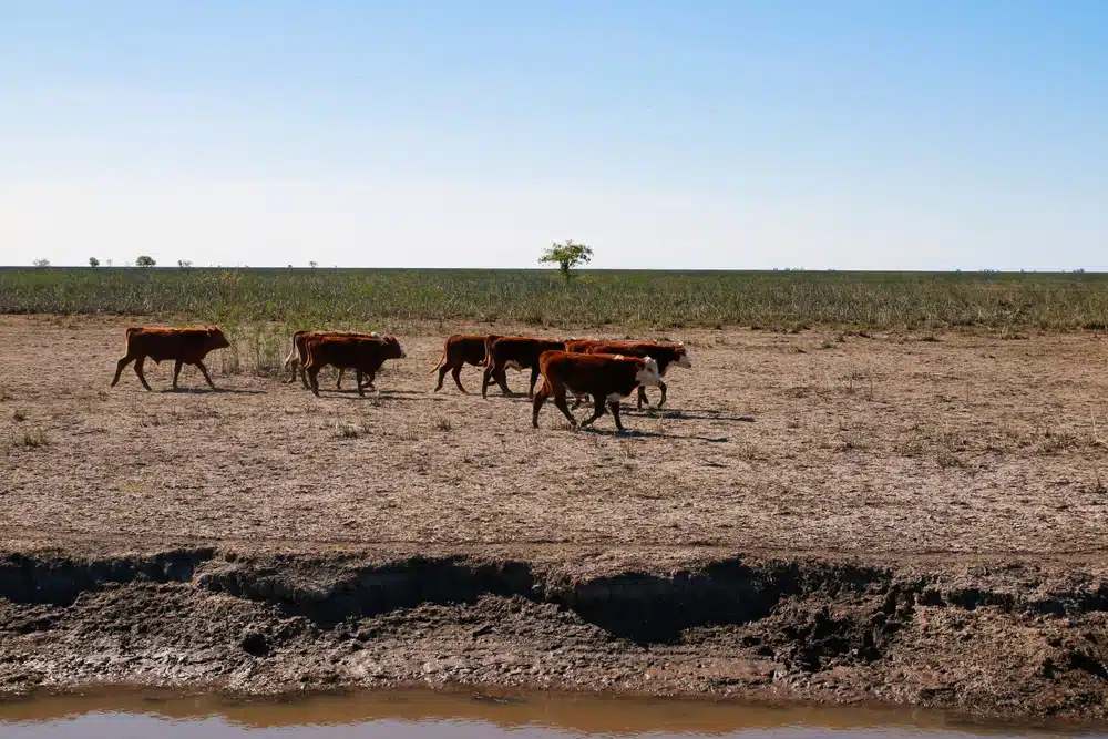 mélange d'ancêtres Jersey et zébu a donné un avantage génétique au petit troupeau fondateur.