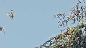 Population d'oiseaux