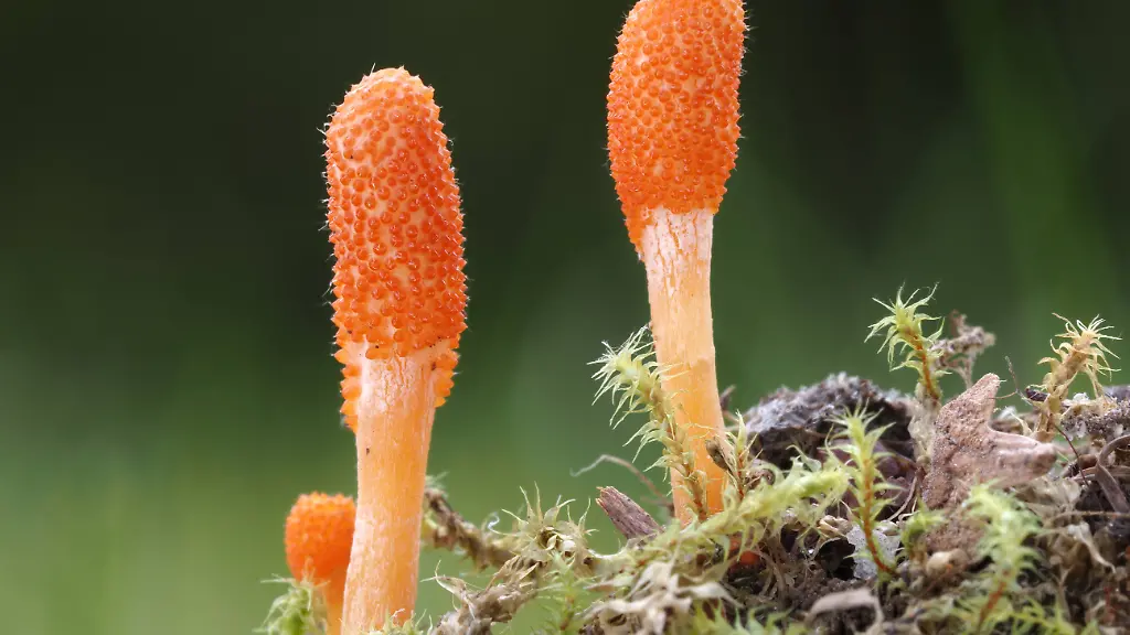 Pilze