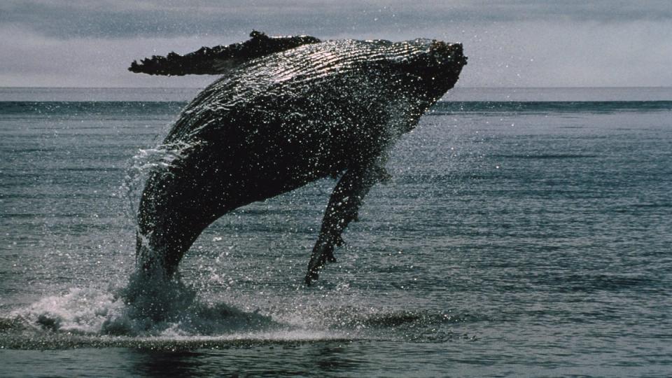 Des baleines du Bitcoin achètent 16,7 milliards de dollars de BTC en deux semaines, malgré une saignée record de 4 milliards dans les ETF !