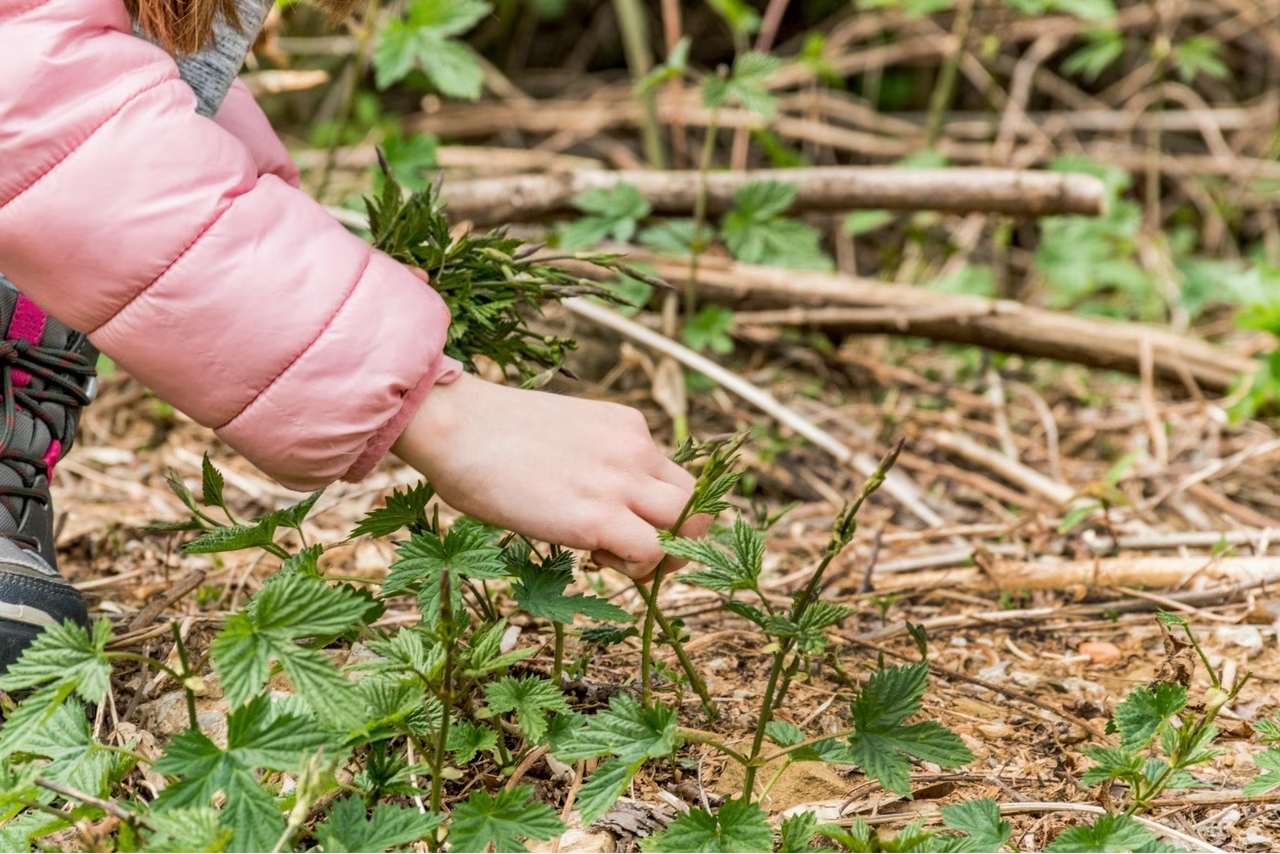 Une plante précieuse