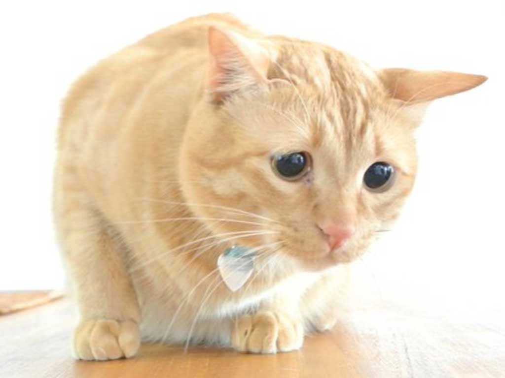 Un chat aux yeux attendrissants, nommé Somu.