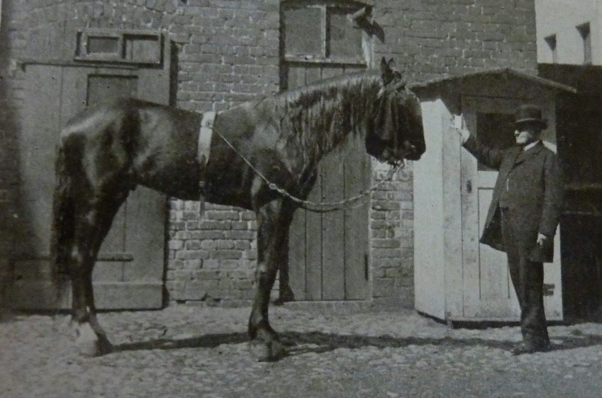 Un grand cheval regardant un homme tenant une carte.