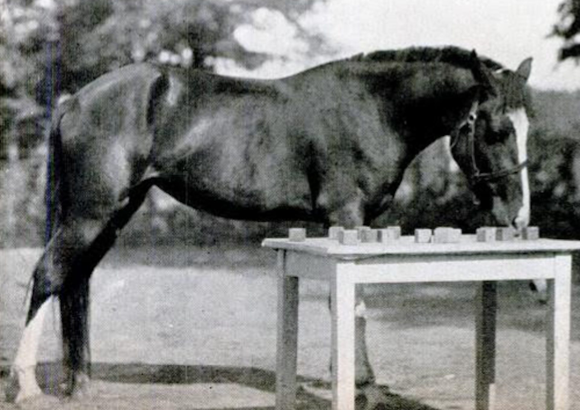 Un cheval à côté d'une table remplie de cubes.