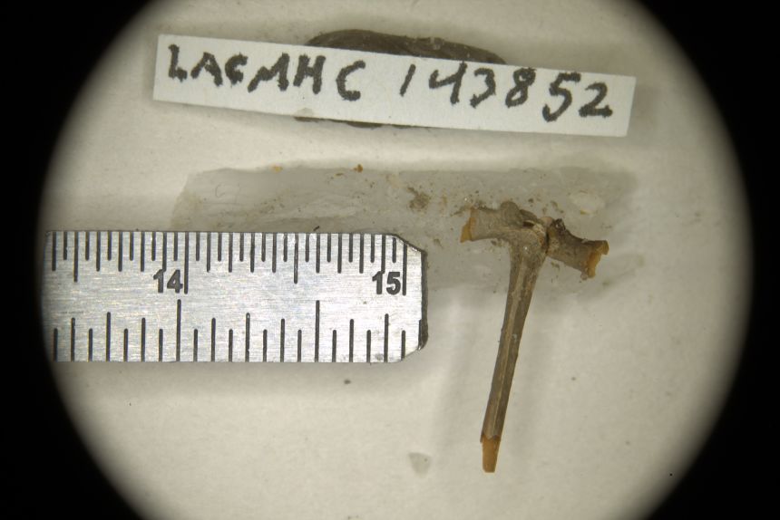 Fossile de Spea labrae