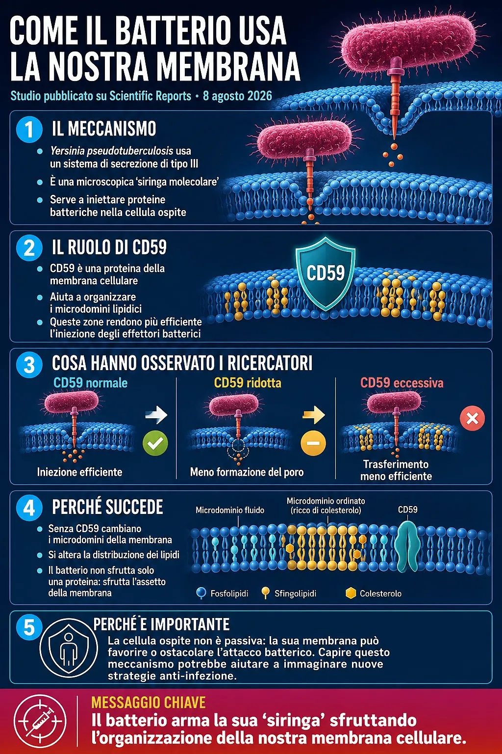 Illustration sur la membrane cellulaire