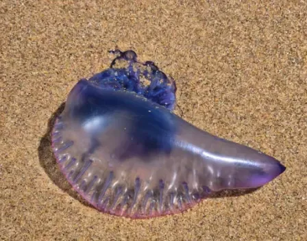 Carabela portugaise sur la plage
