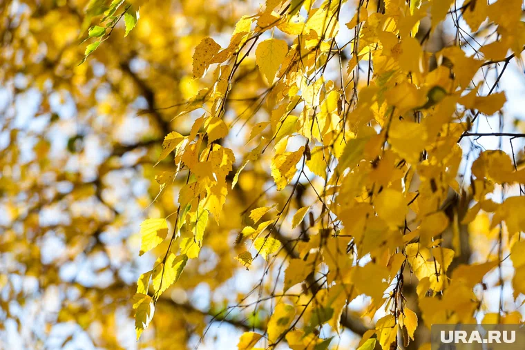 Les prévisions météo peuvent être devinées par les feuilles des bouleaux