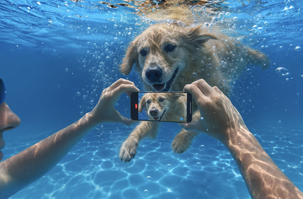Prise de vue sous-marine d'un chien nageant.