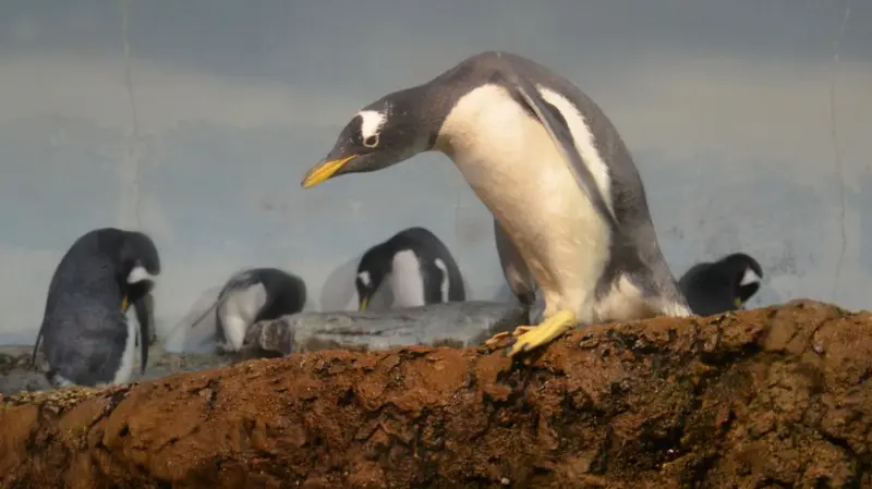 Des pingouins de la péninsule Kerguelen, certains en train de se toiletter.