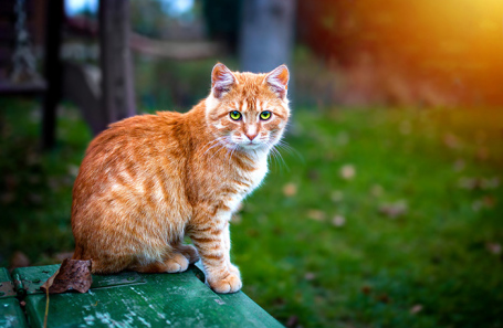 Chat roux