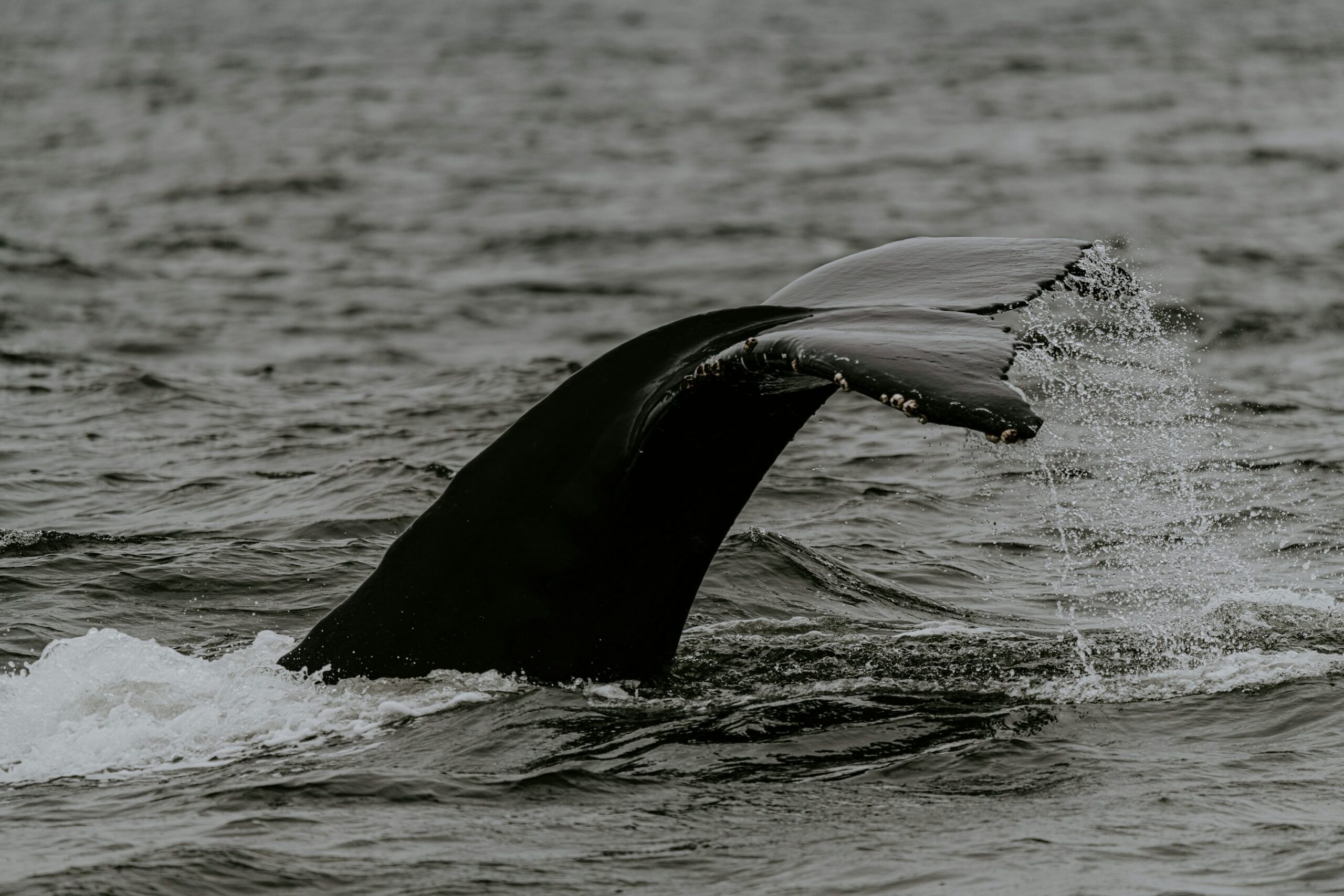 Des experts alertent : les baleines du Bitcoin pourraient encore faire plonger les prix !