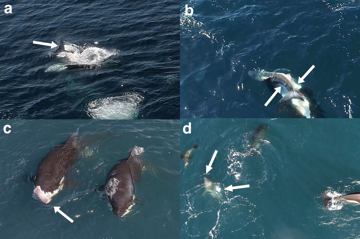 Orques attaquant un requin