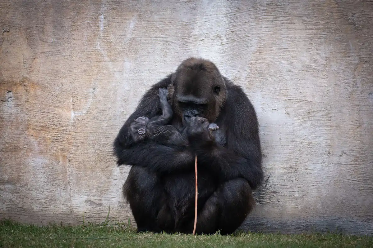 Naissance d'un gorillon au Bioparc Fuengirola