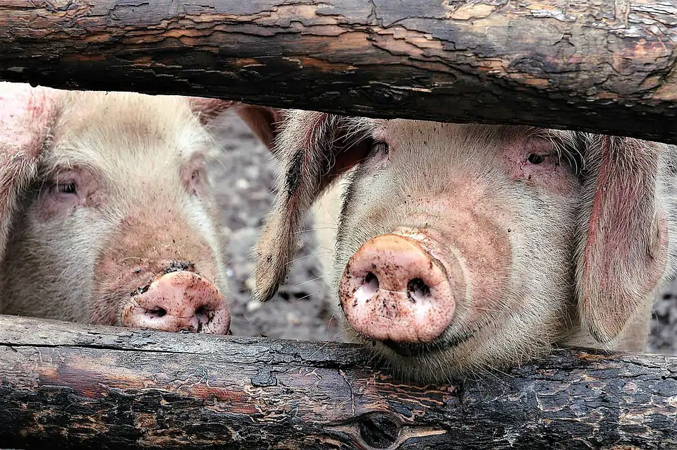 Ferme de porcs