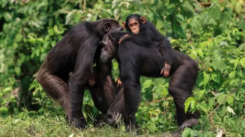 Un petit chimpanzé accroché au dos de sa mère
