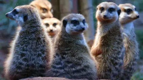 Un groupe de suricates observe la caméra