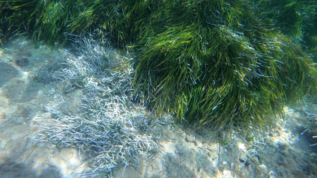 L'archipel baléare, une zone clé pour la conservation de la posidonia.