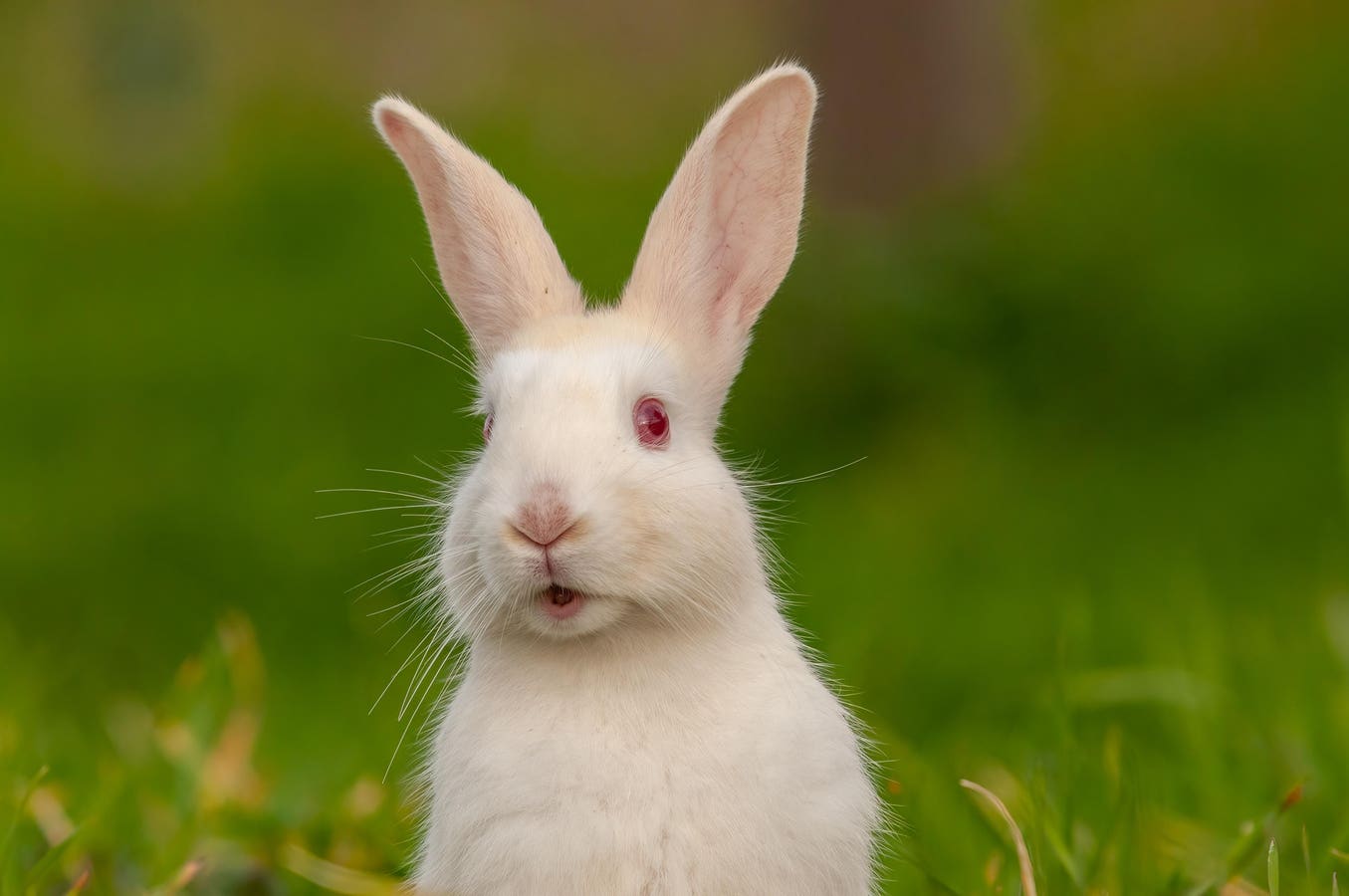 Découvrez le Mystère de la Tendance 'Lapin Blanc' sur TikTok : Quelles EnSont les Implications ?