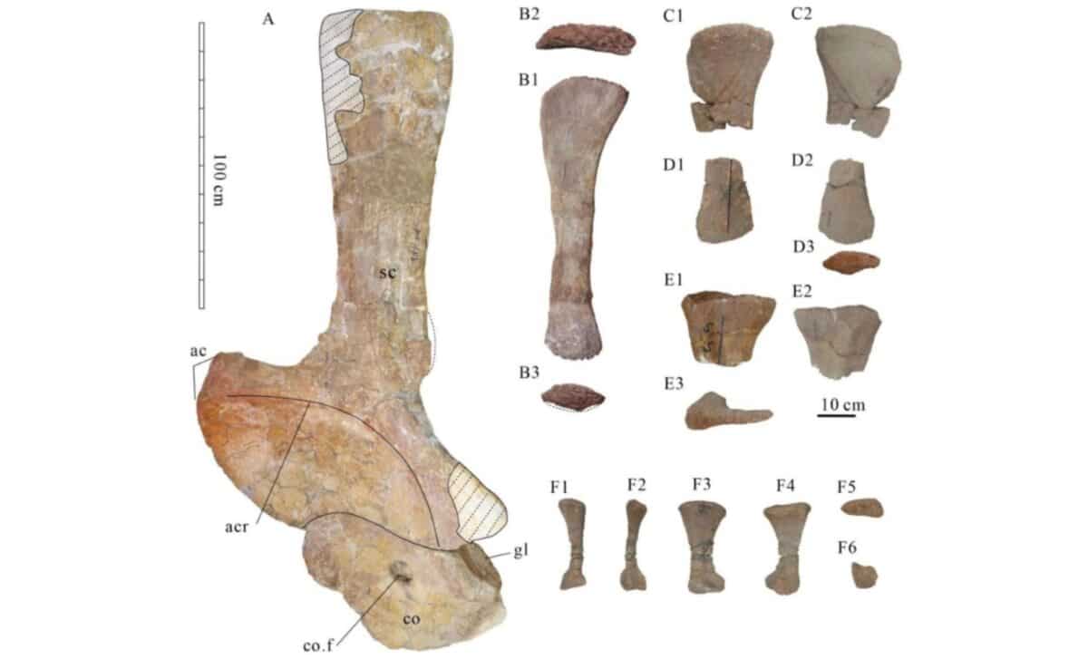 Os de la ceinture scapulaire et membres postérieurs de Tongnanlong zhimingi
