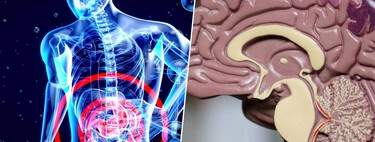 Le corps prévient de l'alzheimer bien avant le cerveau. La piste se trouve dans l'intestin