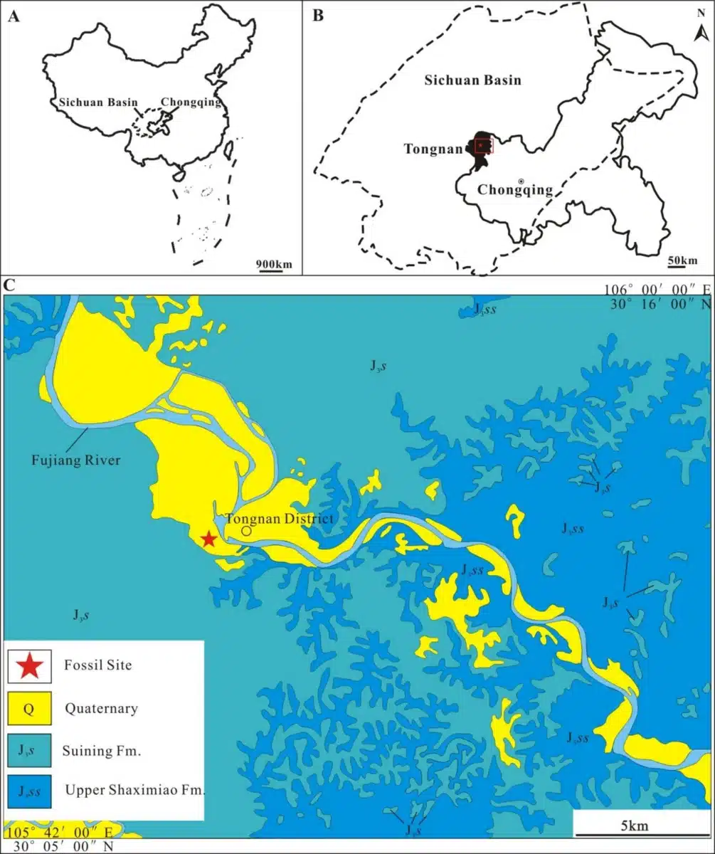 Localisation des fossiles dans le district de Tongnan, Bassin du Sichuan, Chine.