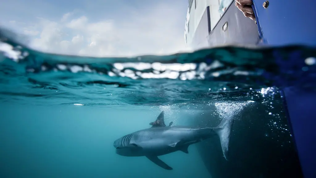 Non seulement les requins, Ocearch équipe également les tortues de mer, les phoques, les dauphins et les alligators de balises.