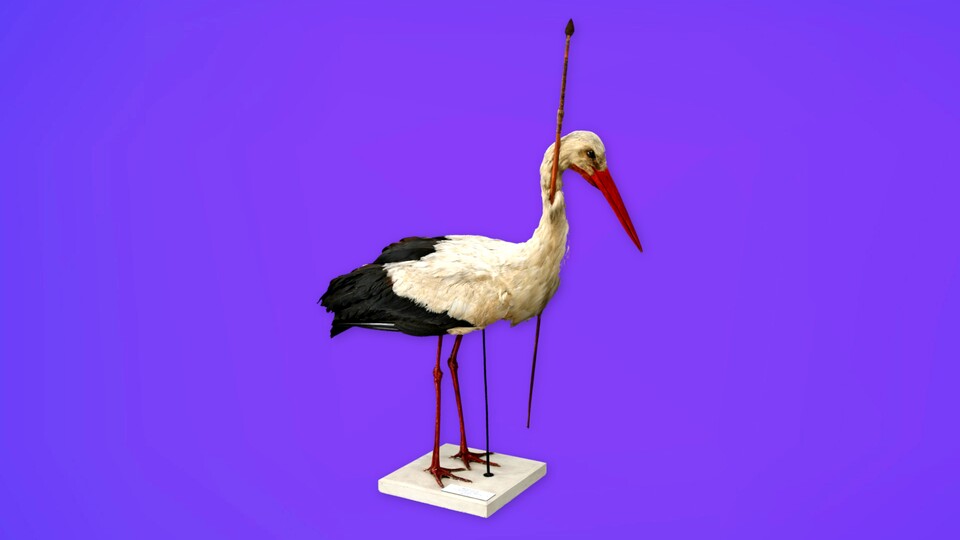 Le Pfeilstorch, un symbole de migration.